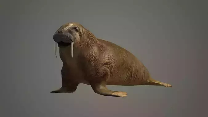 walrus large flippered marine mammal arctic ocean atlantic