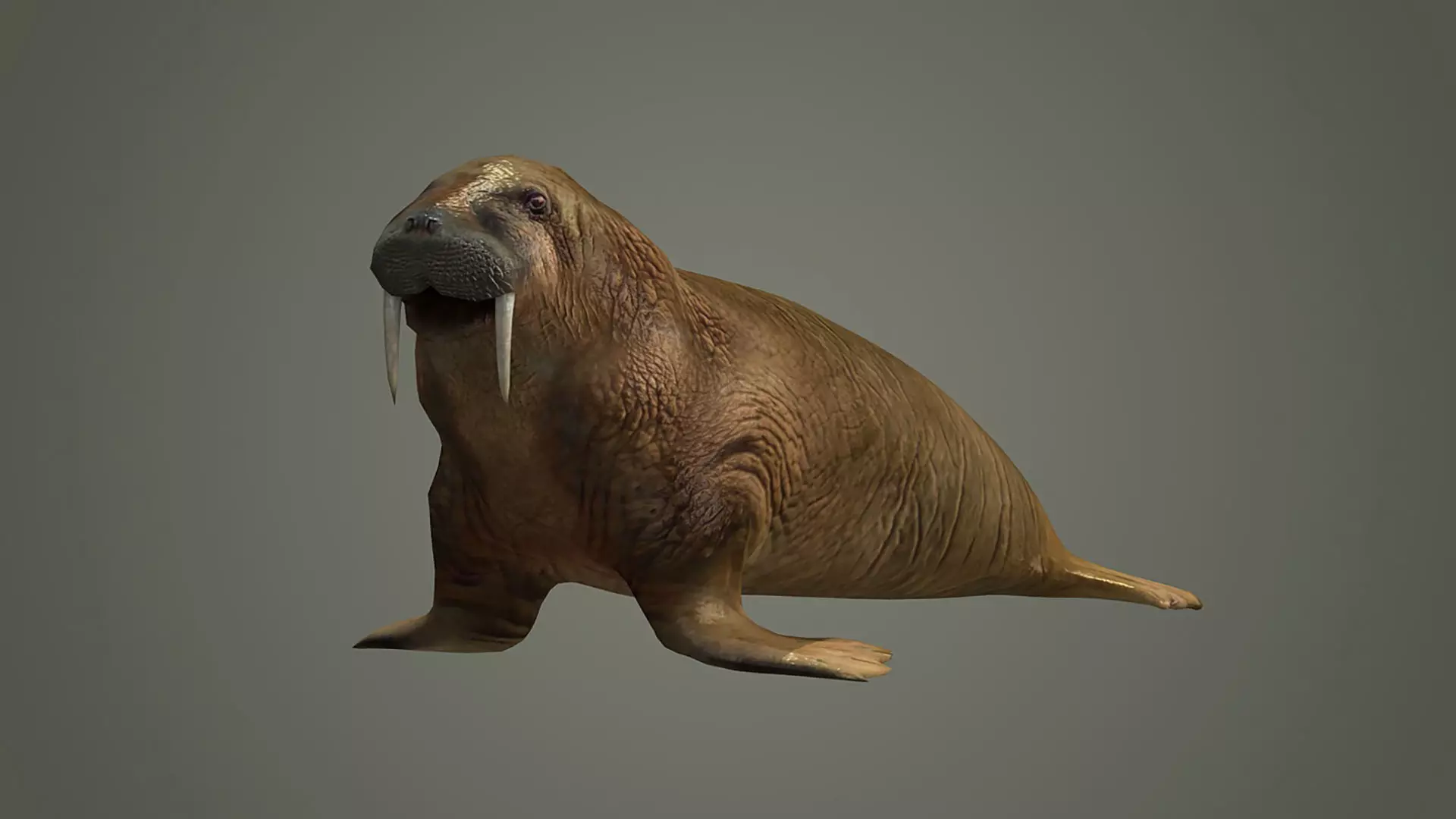 walrus large flippered marine mammal arctic ocean atlantic 3D model_0