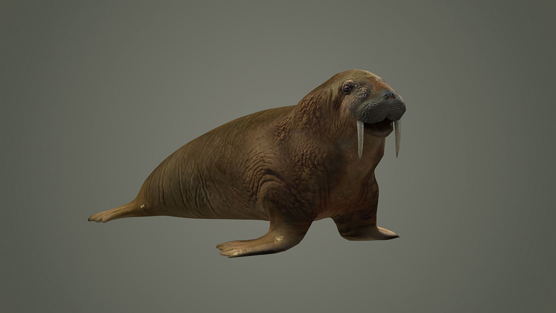 walrus large flippered marine mammal arctic ocean atlantic 3D model_2