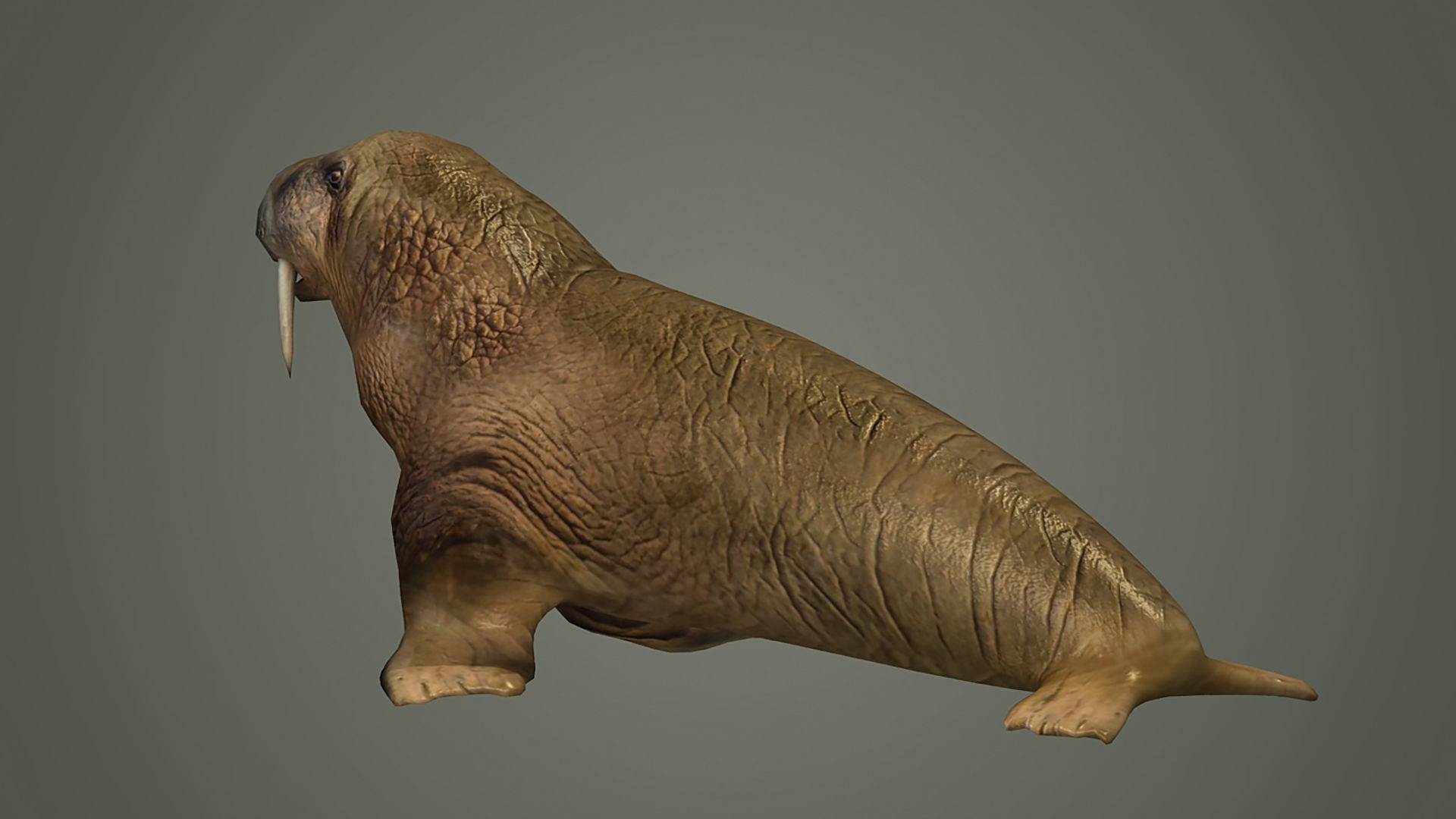walrus large flippered marine mammal arctic ocean atlantic 3D model_1