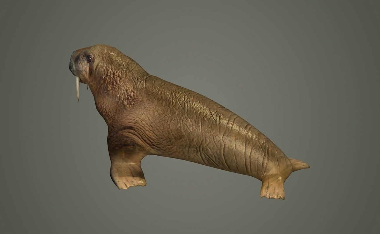 walrus large flippered marine mammal arctic ocean atlantic 3D model_3