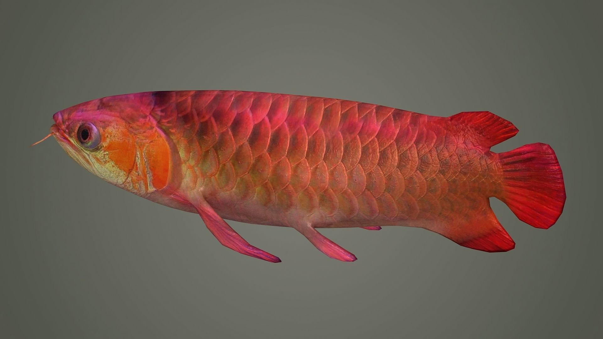 arowana fish fish fish animal freshwater art jewelry sea 3D model_3