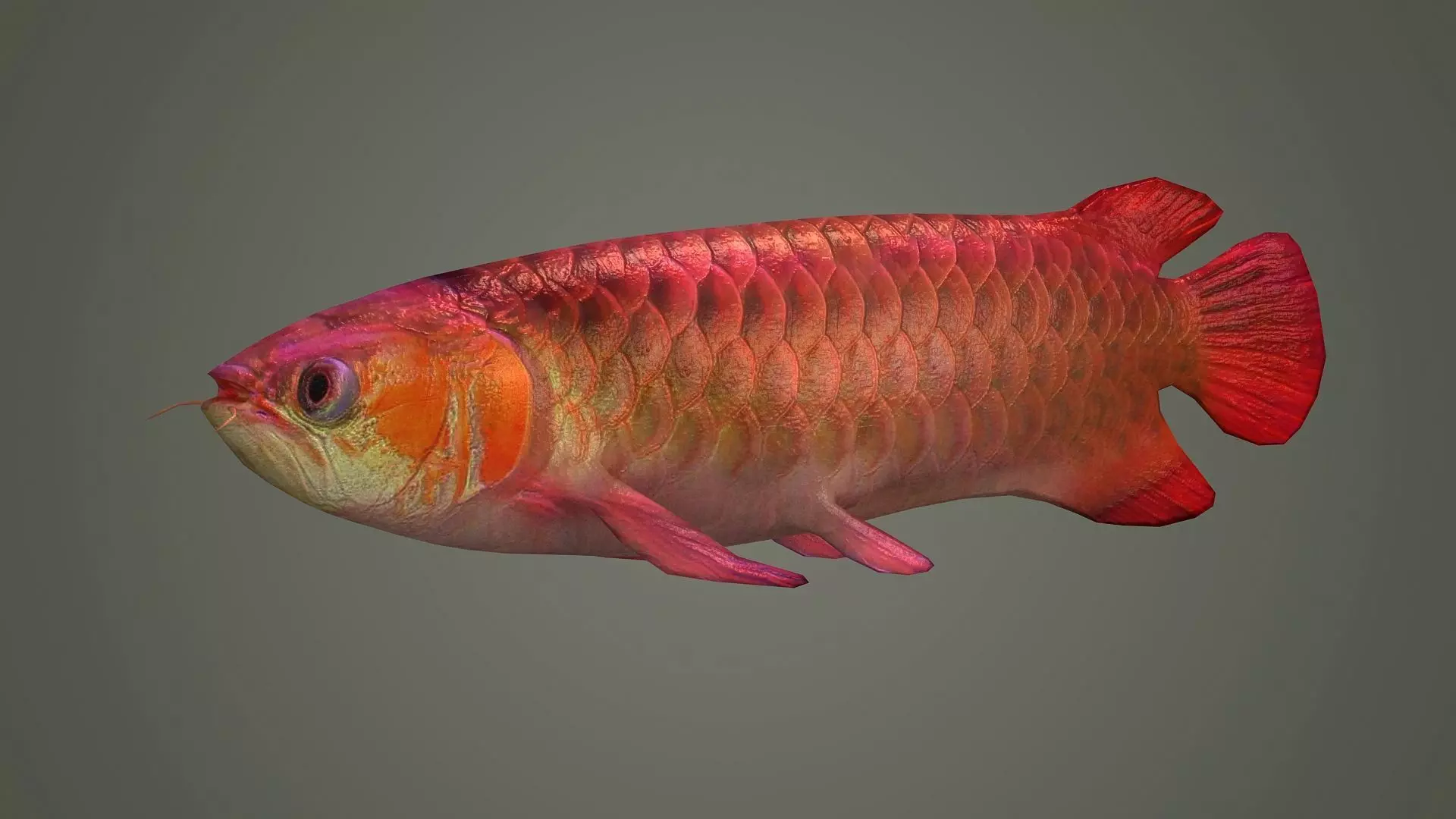 arowana fish fish fish animal freshwater art jewelry sea 3D model_0