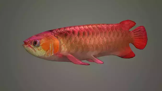 arowana fish fish fish animal freshwater art jewelry sea 3D model