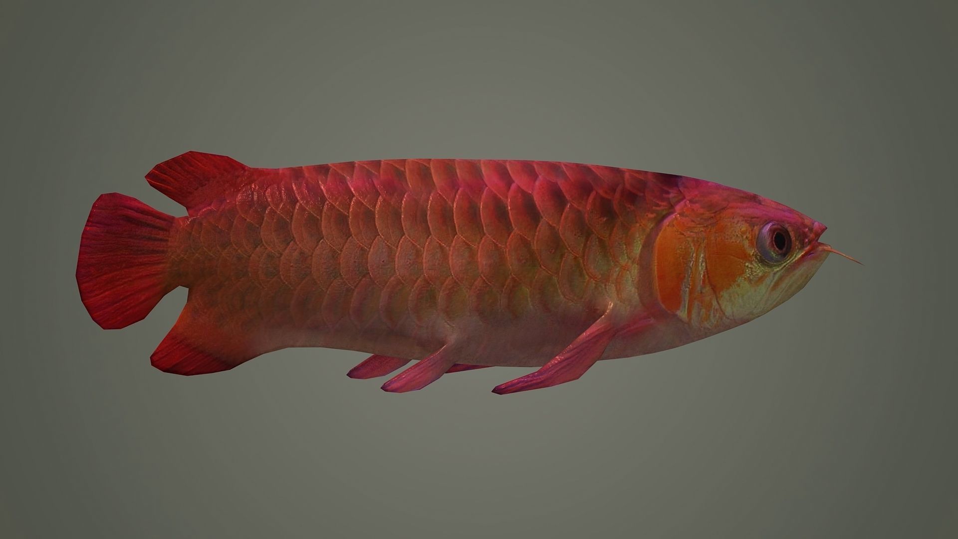 arowana fish fish fish animal freshwater art jewelry sea 3D model_4