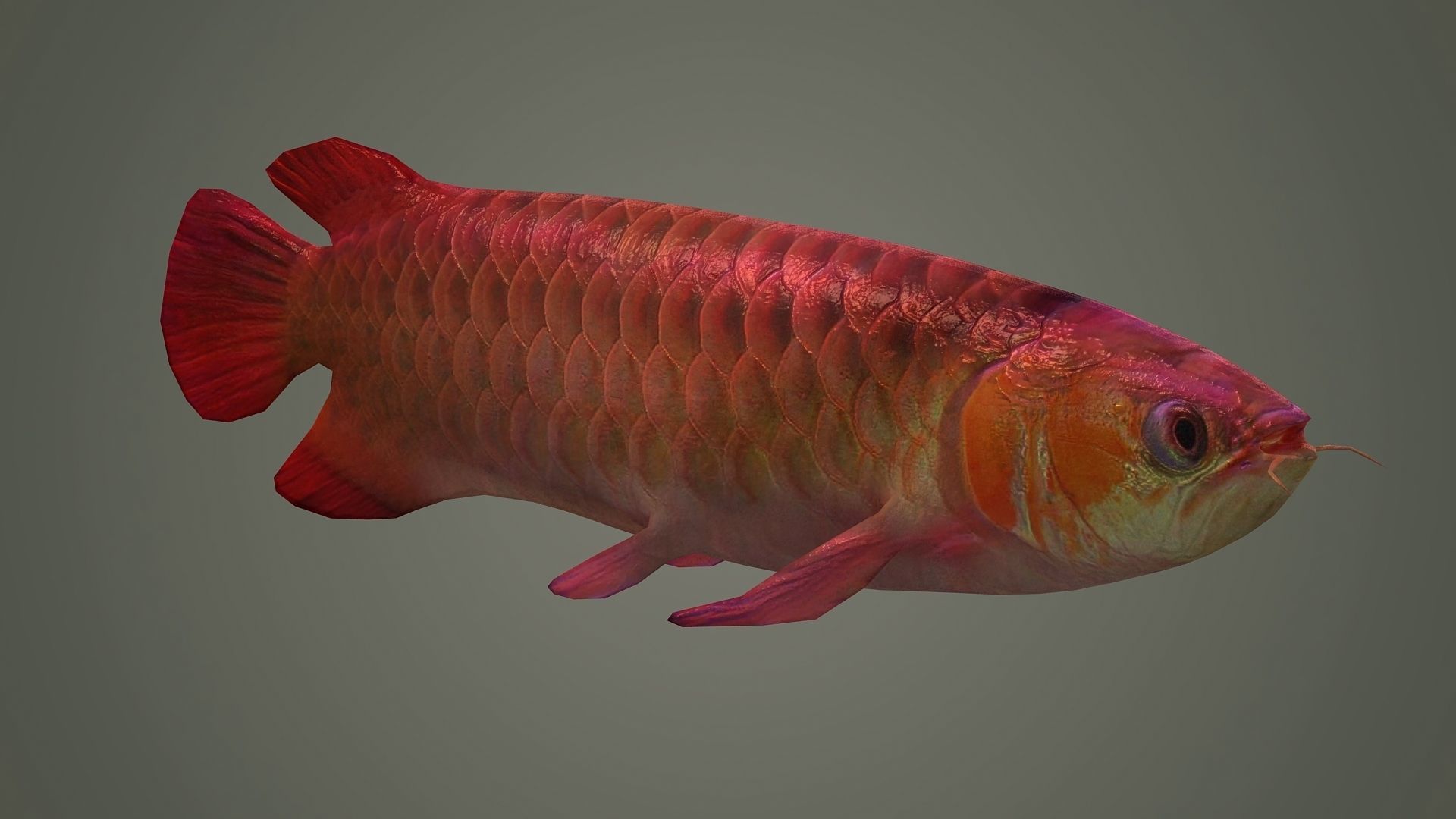 arowana fish fish fish animal freshwater art jewelry sea 3D model_2