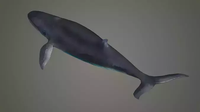 bluewhale whale fish ocean shark water fin sea orca