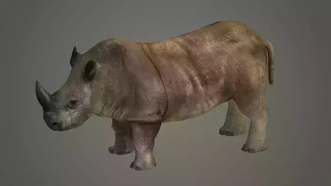 indian rhinoceros mammal rhino animal 