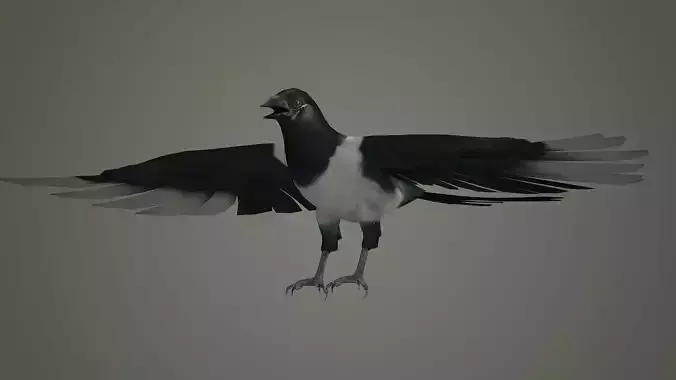 bird wildlife nature ornithology wild animal 3D model