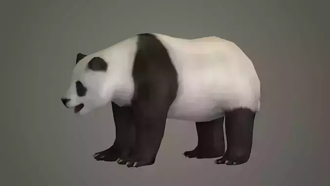 panda bear wildlife beast wild fur teddy outdoors mammal 3D model