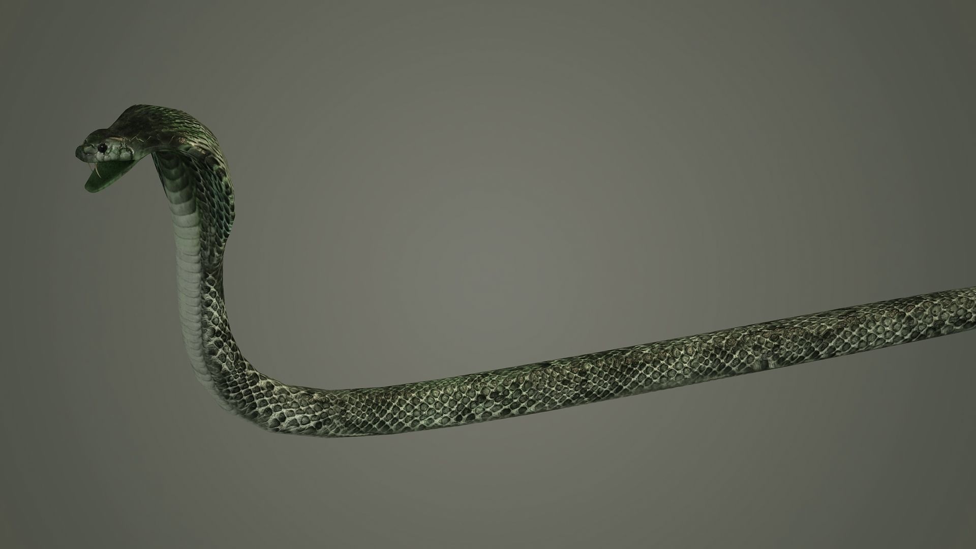 snake reptile snakes serpent python anaconda mamba cobra 3D model_3