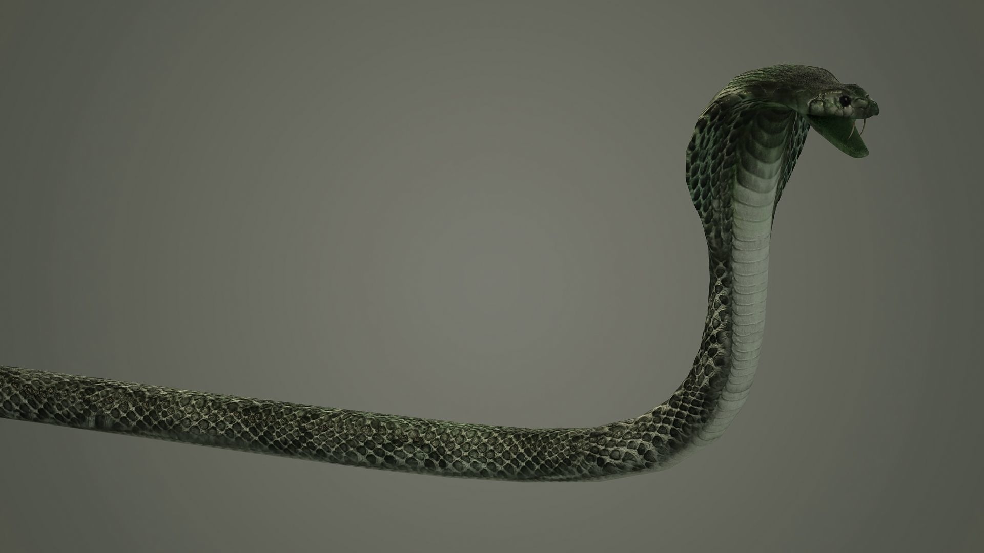 snake reptile snakes serpent python anaconda mamba cobra 3D model_4