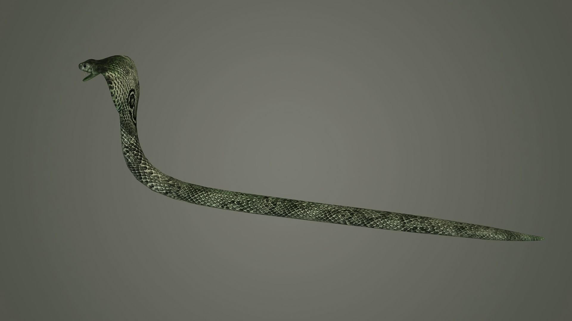 snake reptile snakes serpent python anaconda mamba cobra 3D model_1