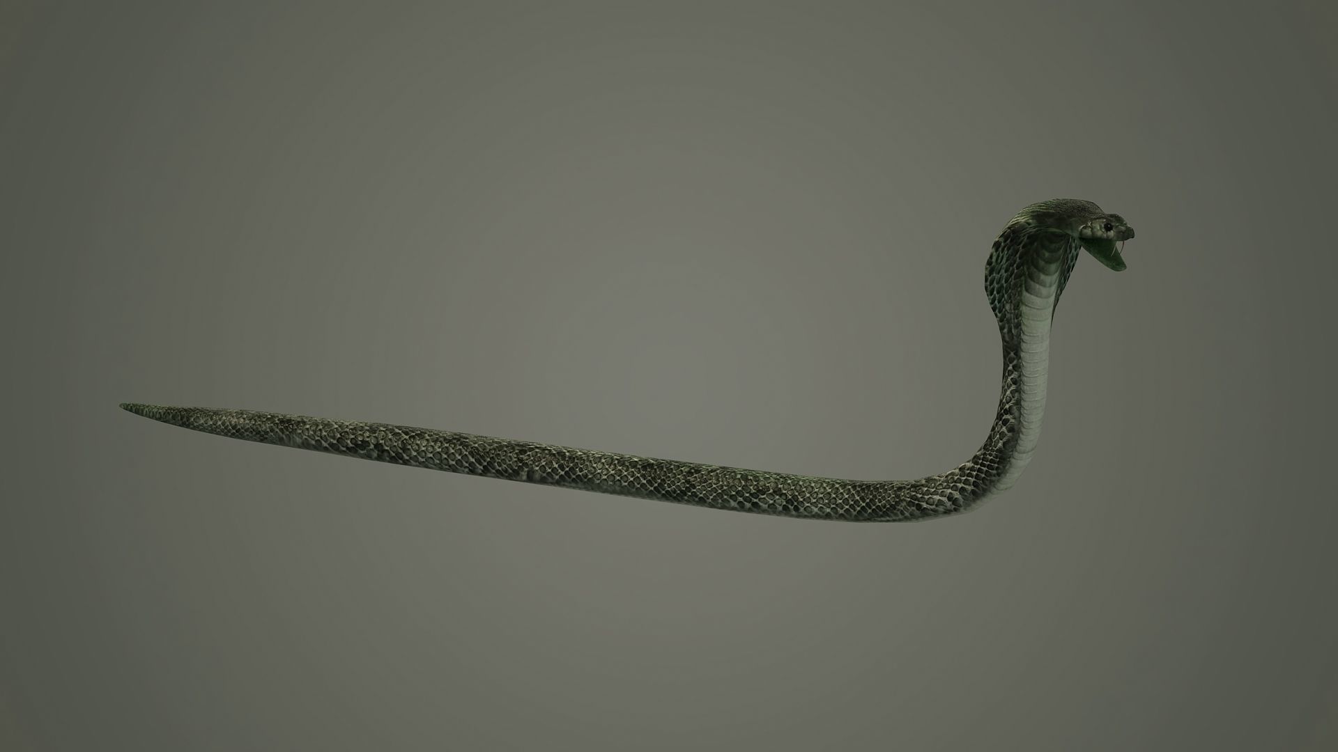 snake reptile snakes serpent python anaconda mamba cobra 3D model_2