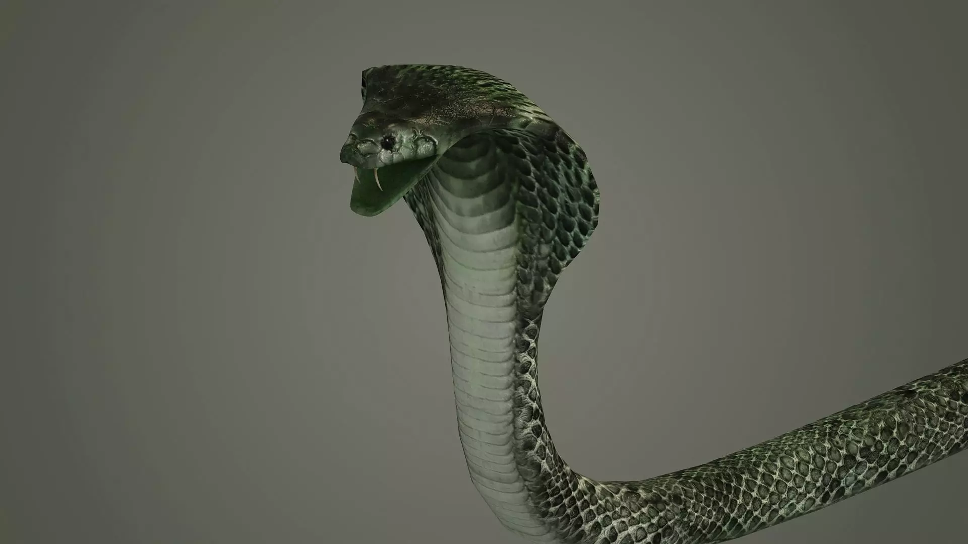snake reptile snakes serpent python anaconda mamba cobra 3D model_0