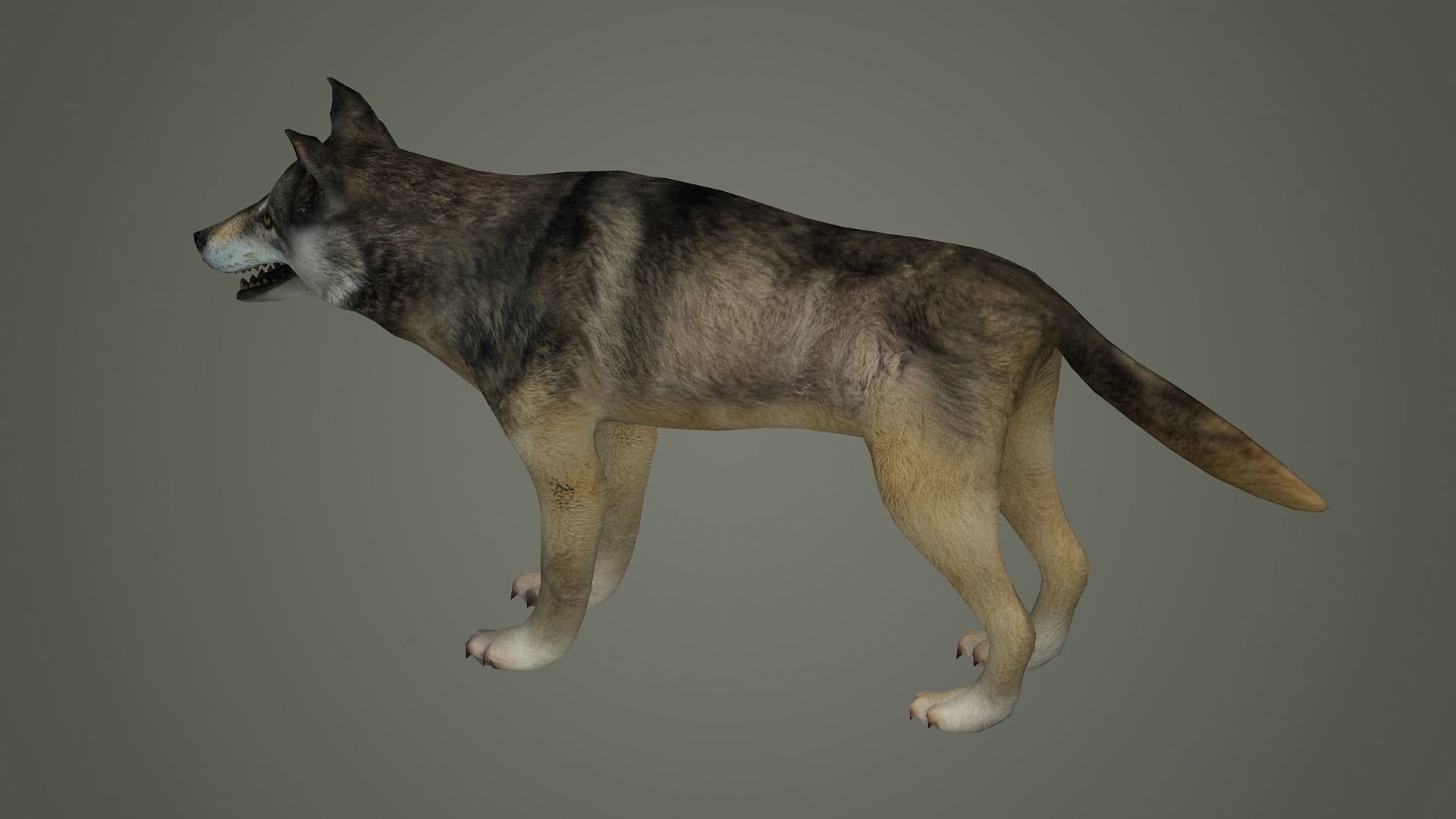 wolf animal low poly fur black arctic american mammal  3D model_3