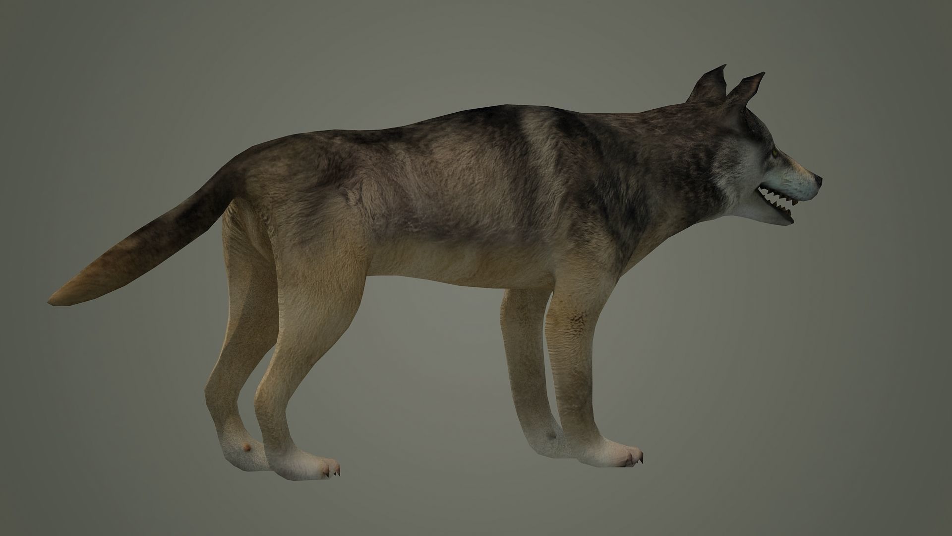 wolf animal low poly fur black arctic american mammal  3D model_4