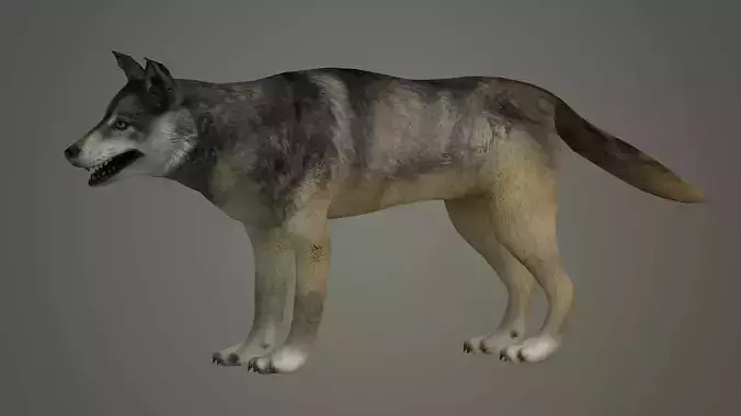 wolf animal low poly fur black arctic american mammal  3D model