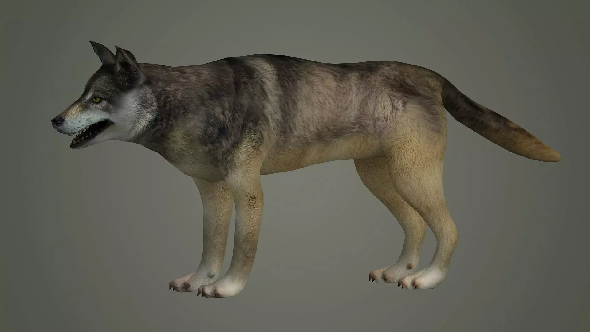 wolf animal low poly fur black arctic american mammal  3D model_0