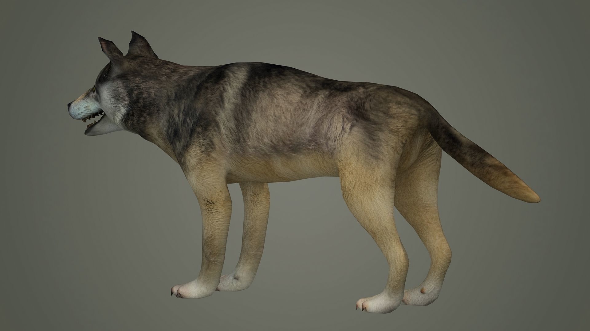 wolf animal low poly fur black arctic american mammal  3D model_1