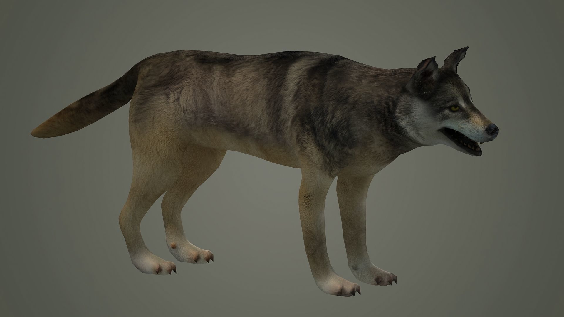 wolf animal low poly fur black arctic american mammal  3D model_2