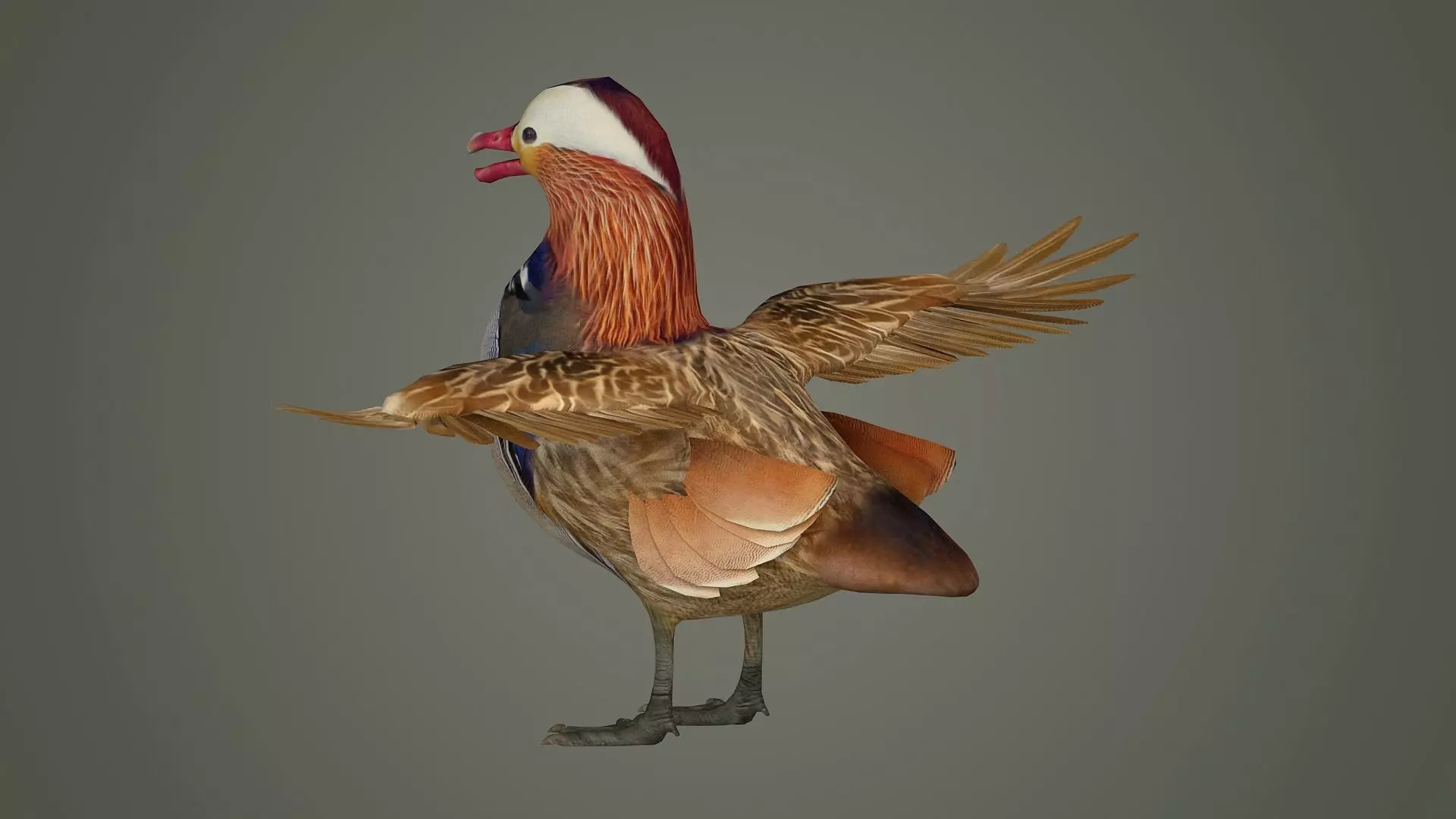 bird duck mandarin colorful beautiful nature animal 3D model_0
