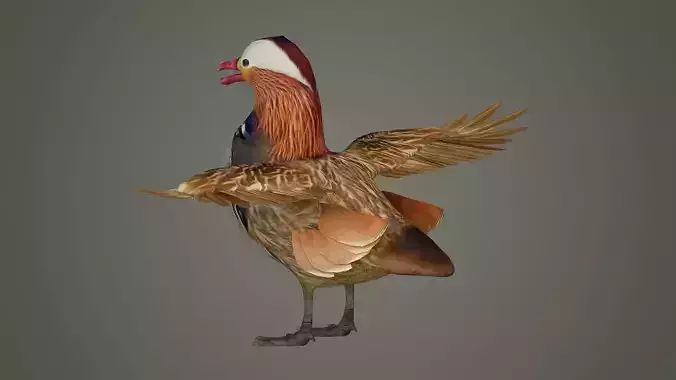 bird duck mandarin colorful beautiful nature animal 3D model