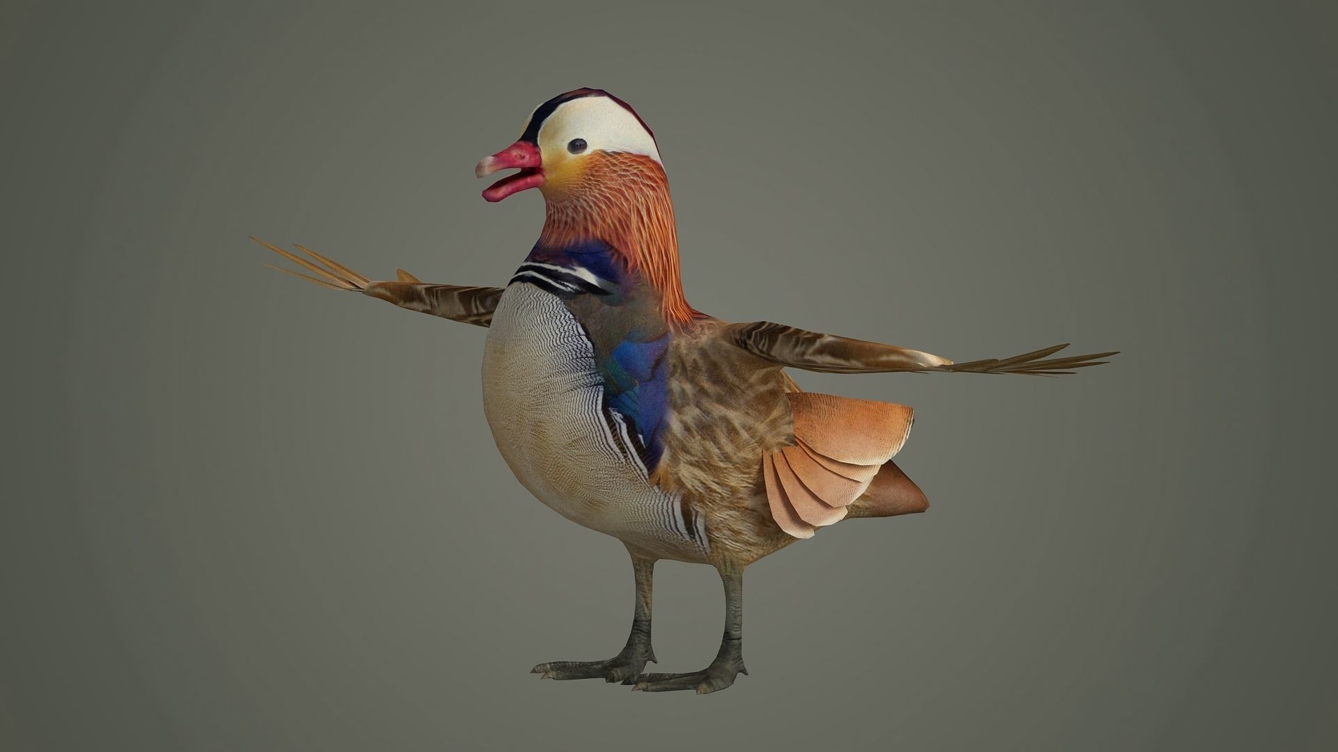 bird duck mandarin colorful beautiful nature animal 3D model_1