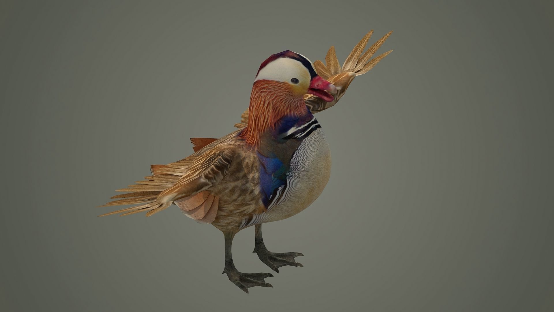 bird duck mandarin colorful beautiful nature animal 3D model_4