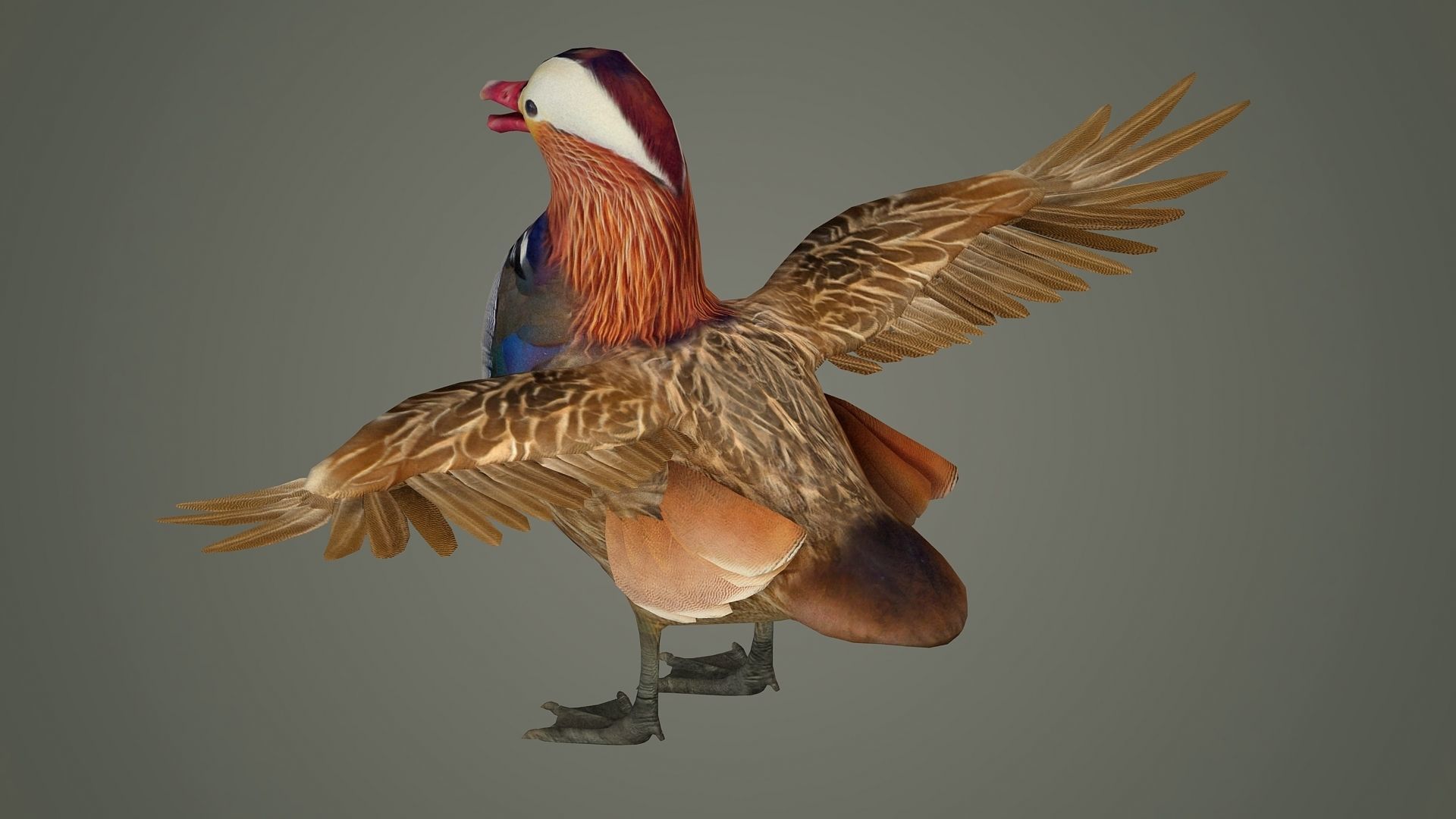 bird duck mandarin colorful beautiful nature animal 3D model_3