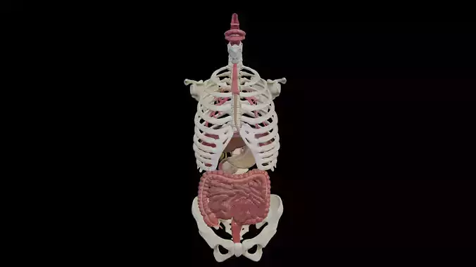 Gastrointestinal tract Anatomical Model 3D model