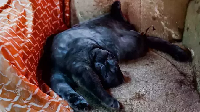 Scottish Fold Cat Free 3D model