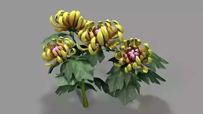 chrysanthemum flower plant Low-poly 3D model