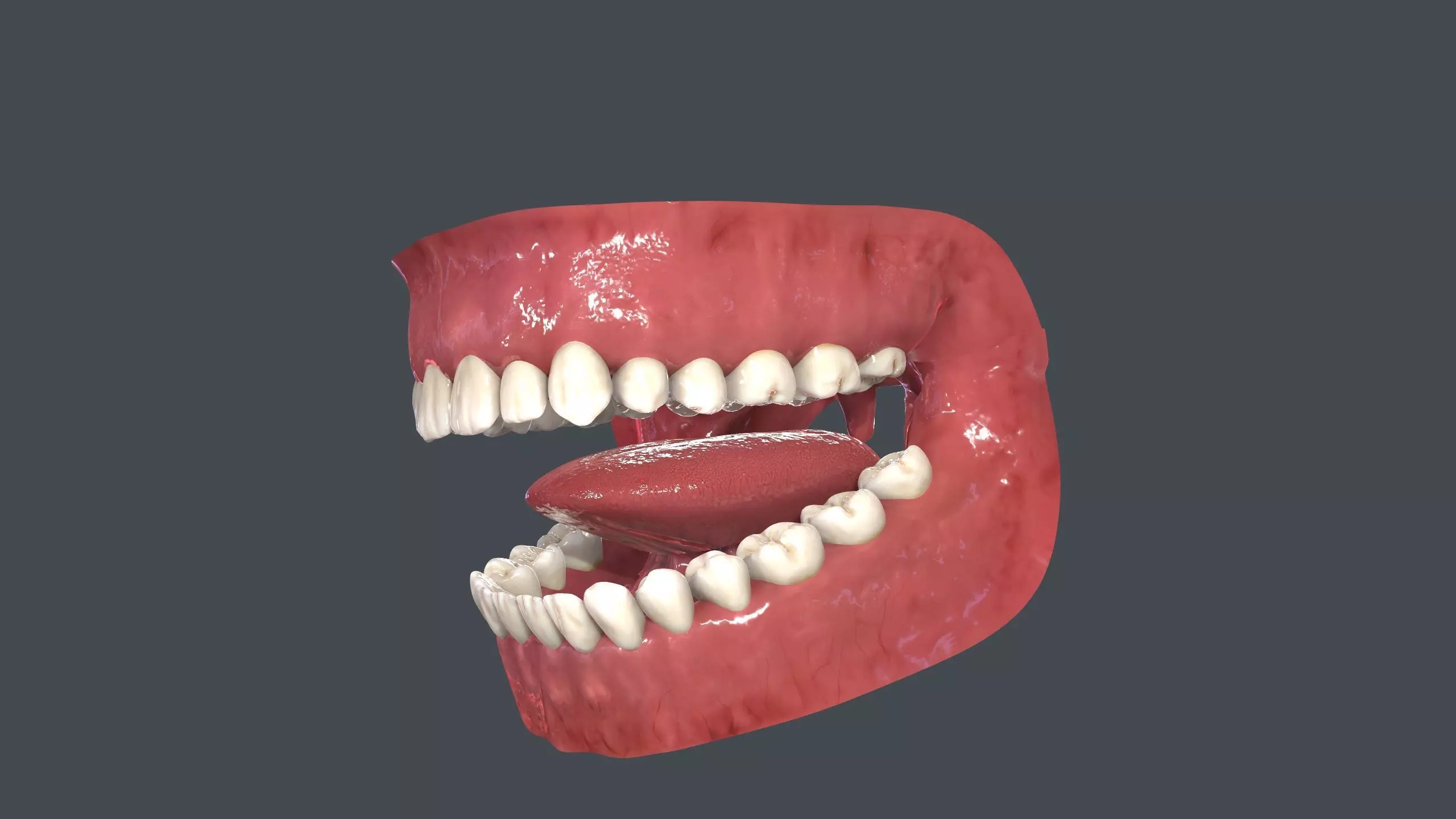 Human Mouth Teeth Tongue Low-poly 3D model