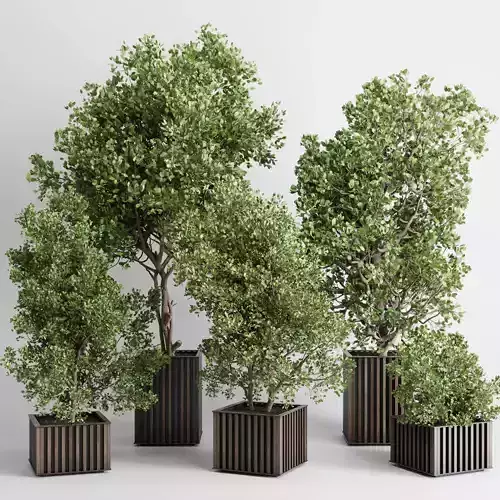 Indoor plant 480 wooden box dirt vase plant tree pot
