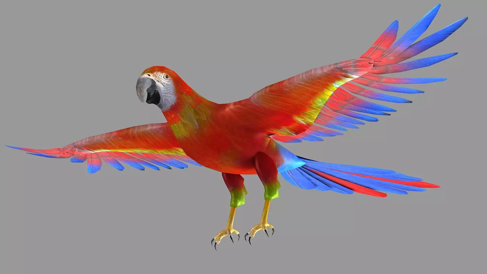 bird parrot wildlife feather parakeet  horizontal fish animal 3D model_0