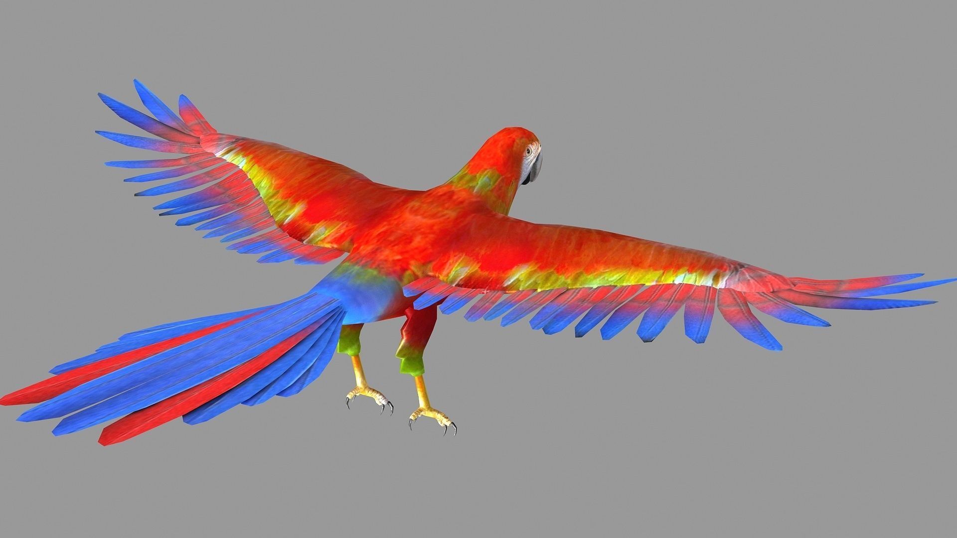 bird parrot wildlife feather parakeet  horizontal fish animal 3D model_1