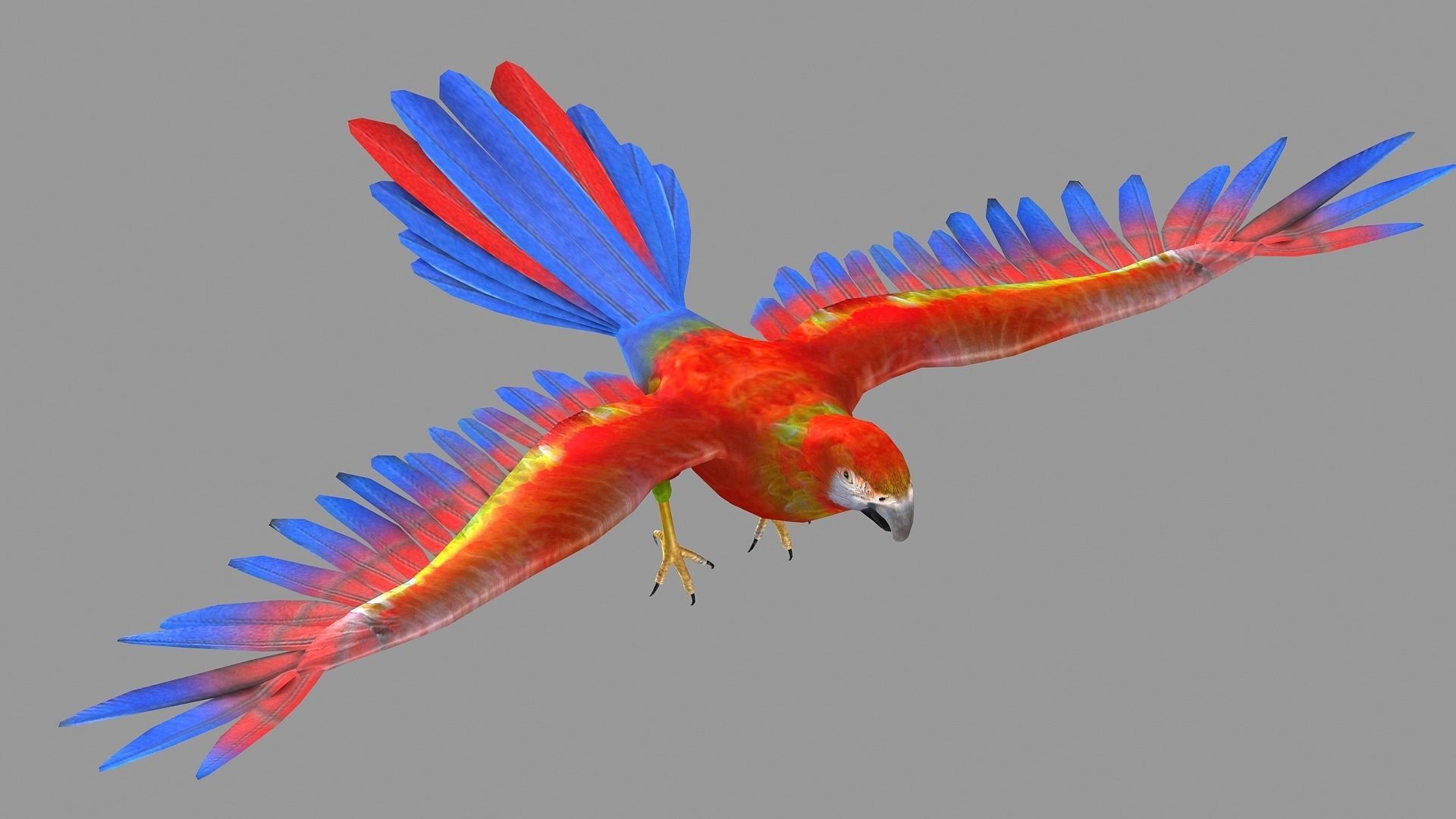 bird parrot wildlife feather parakeet  horizontal fish animal 3D model_2