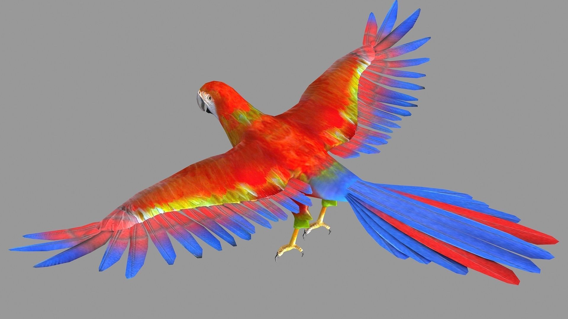 bird parrot wildlife feather parakeet  horizontal fish animal 3D model_3
