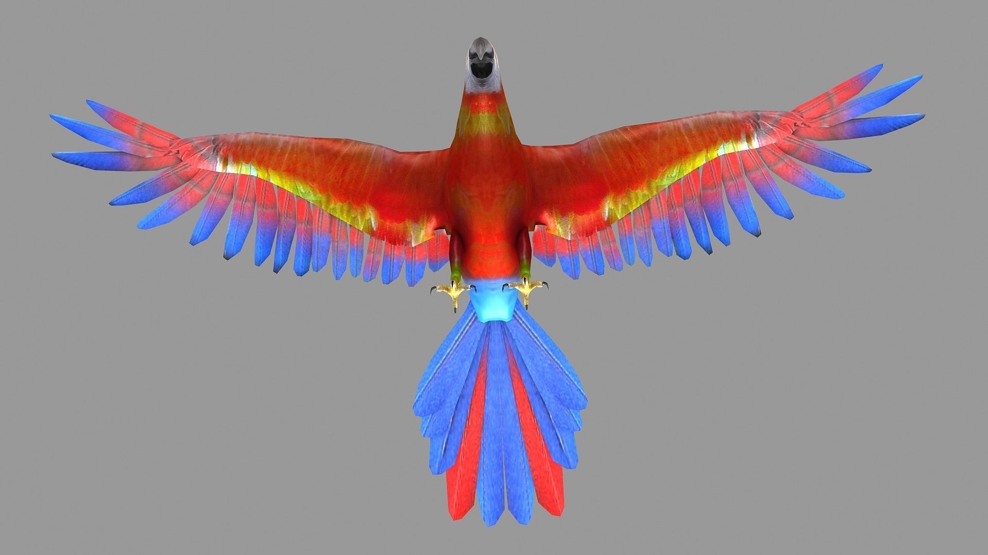 bird parrot wildlife feather parakeet  horizontal fish animal 3D model_4
