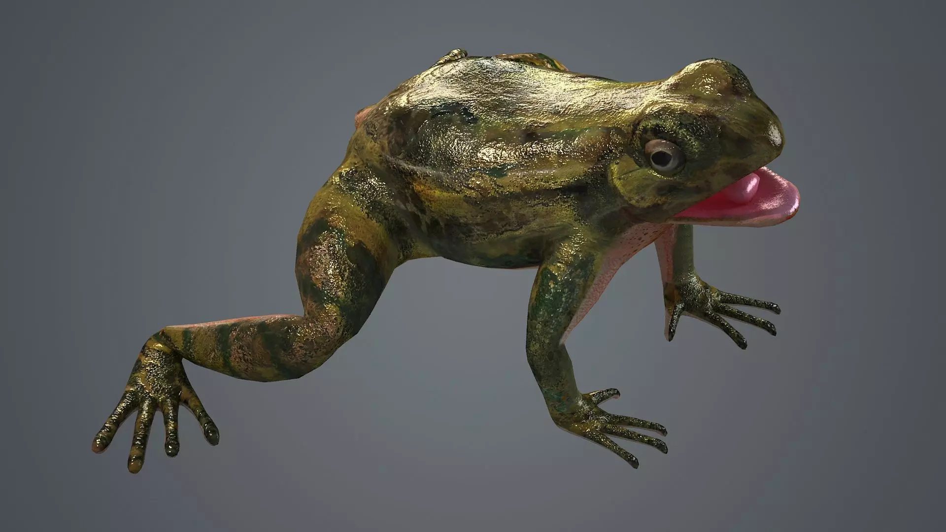 frog animal wildlife amphibian green reptile biology 3D model