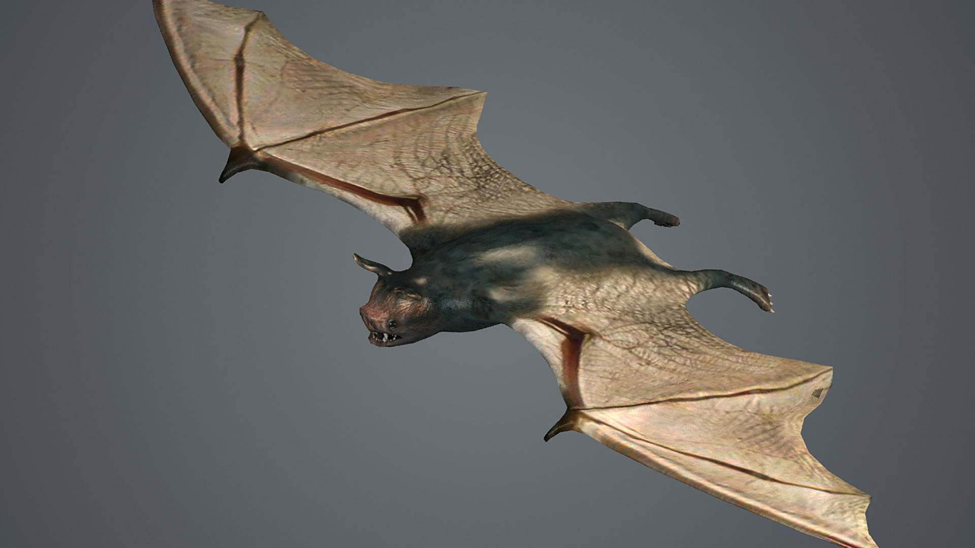 dark bat animated  rigg mammal bird flying vampire  3D model_4
