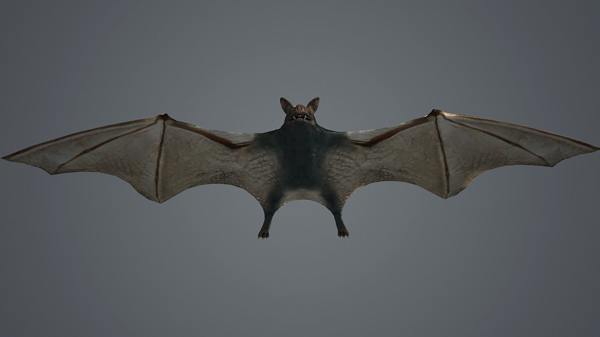 dark bat animated  rigg mammal bird flying vampire  3D model_1