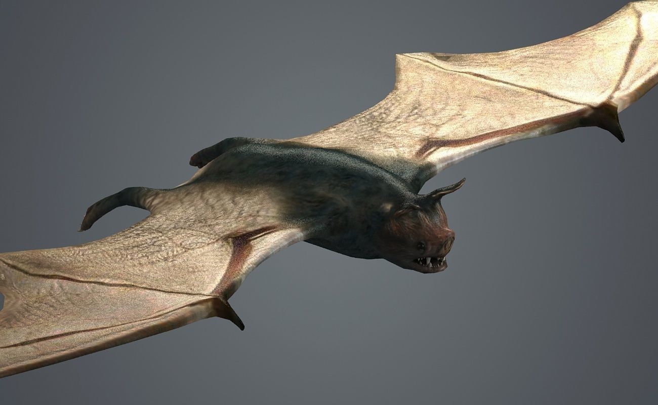 dark bat animated  rigg mammal bird flying vampire  3D model_2