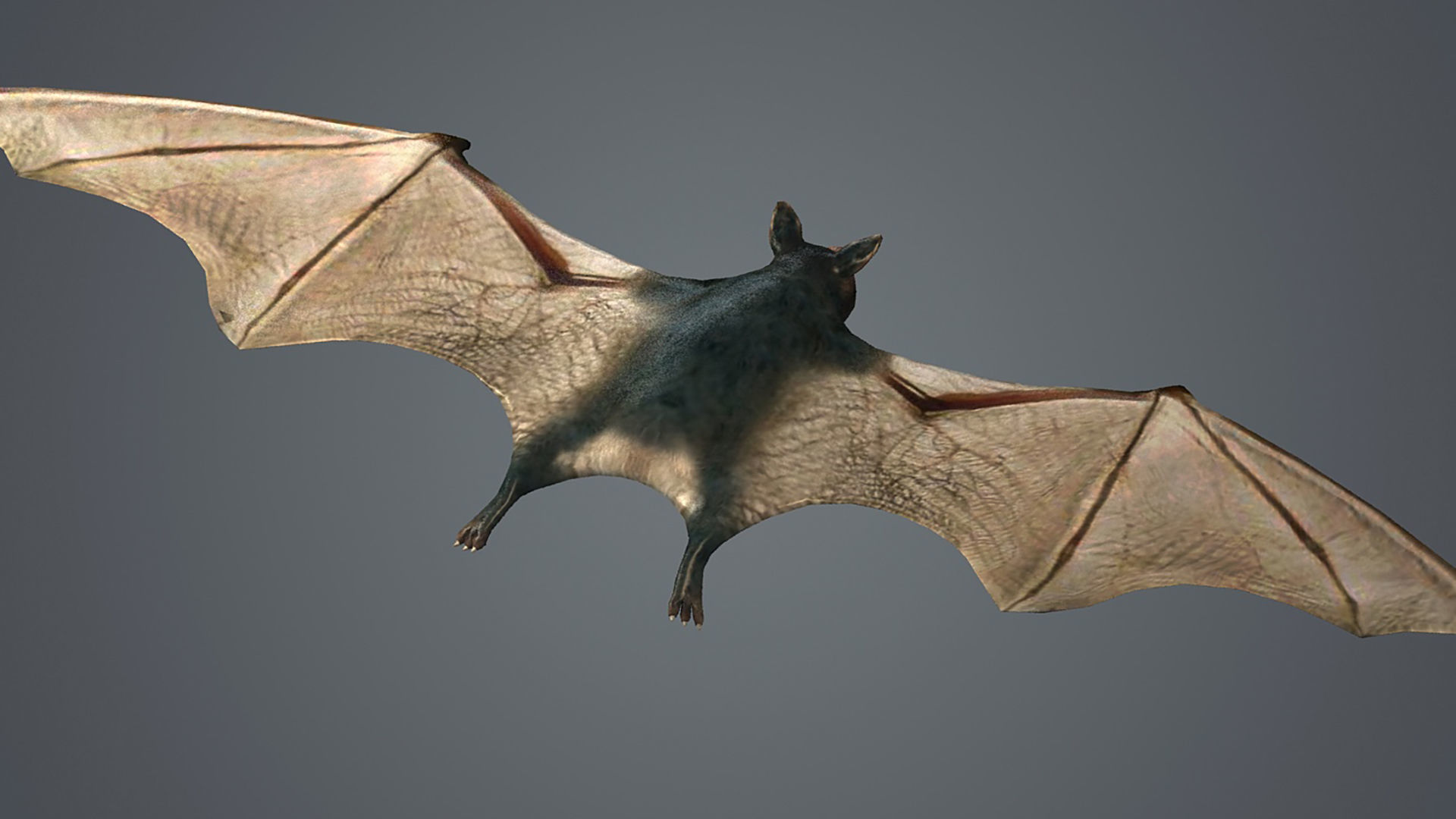 dark bat animated  rigg mammal bird flying vampire  3D model_3