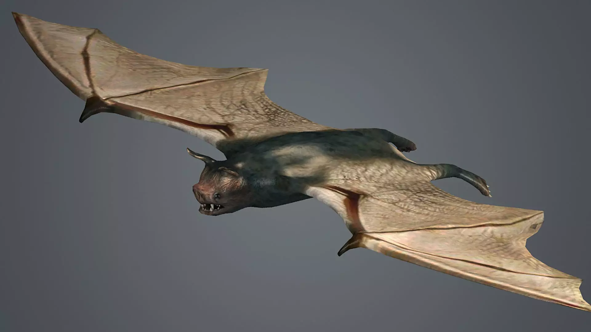 dark bat animated  rigg mammal bird flying vampire  3D model_0