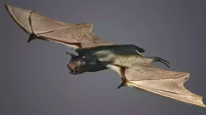 dark bat animated  rigg mammal bird flying vampire 