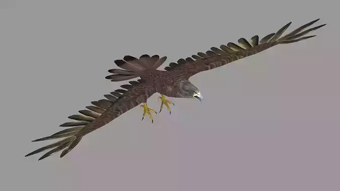 golden bald eagle hawk bird animal royal fly feather wing  3D model