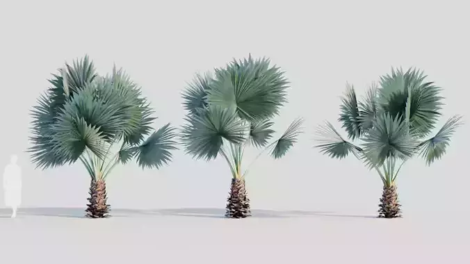 Bismarckia nobilis a