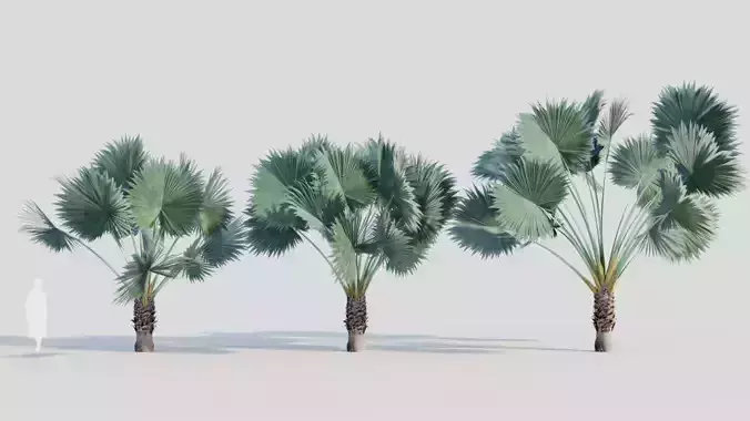 Bismarckia nobilis b